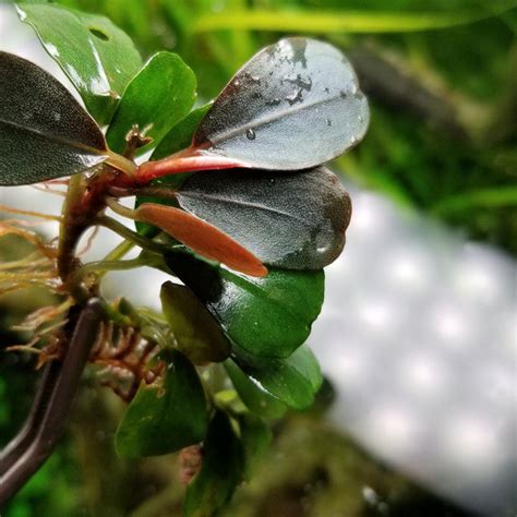 bucephalandra for sale